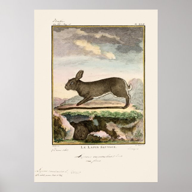 Affiche Antique Lapin Rabbit Couleur Etching (Devant)