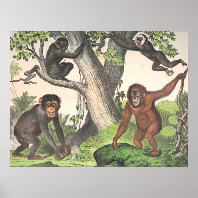 Affiche Antique Monkeys Print (Devant)