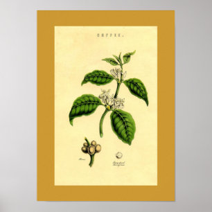 Affiche Antique Plante de café Imprimer Botanique