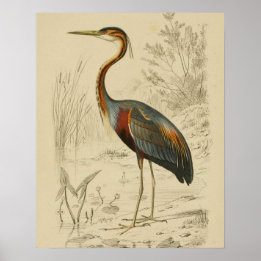 Affiche Antique Purple Heron Travers Edouard Imprimer