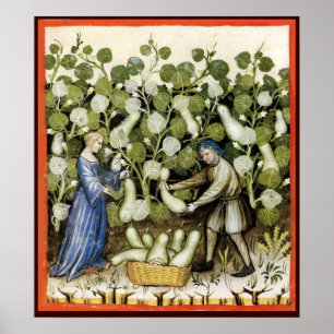 AFFICHE ANTIQUE SQUASH HARVEST