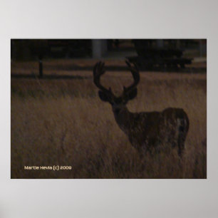 Affiche Antlers de cerfs