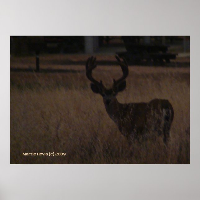Affiche Antlers de cerfs (Devant)