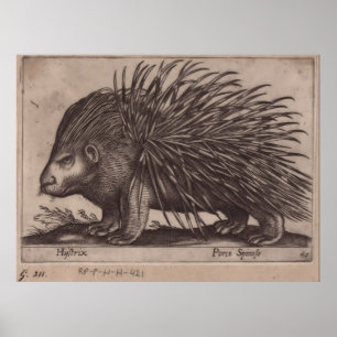 Affiche Antonio Tempesta - Stekelvarken - Porco Spinoso