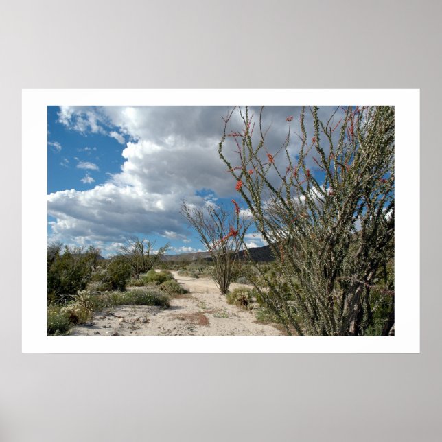 Affiche Anza Borrego - la fleur (Devant)