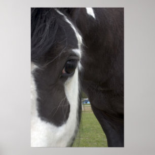 Affiche Apache Gypsy Vanner Cob