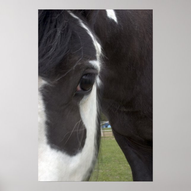 Affiche Apache Gypsy Vanner Cob (Devant)
