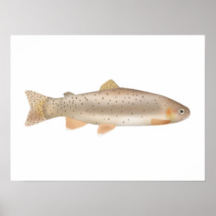 Affiche Apache Trout