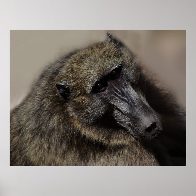 Affiche Apes amour pour toujours (Devant)