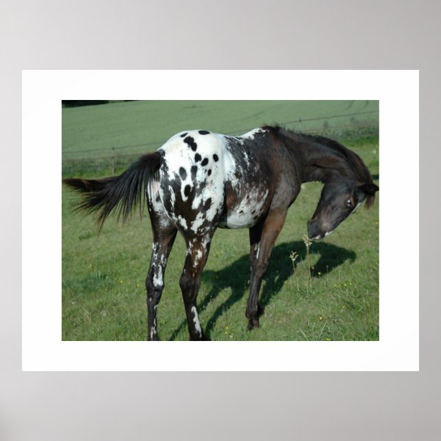Affiche Appaloosa Horse (Devant)