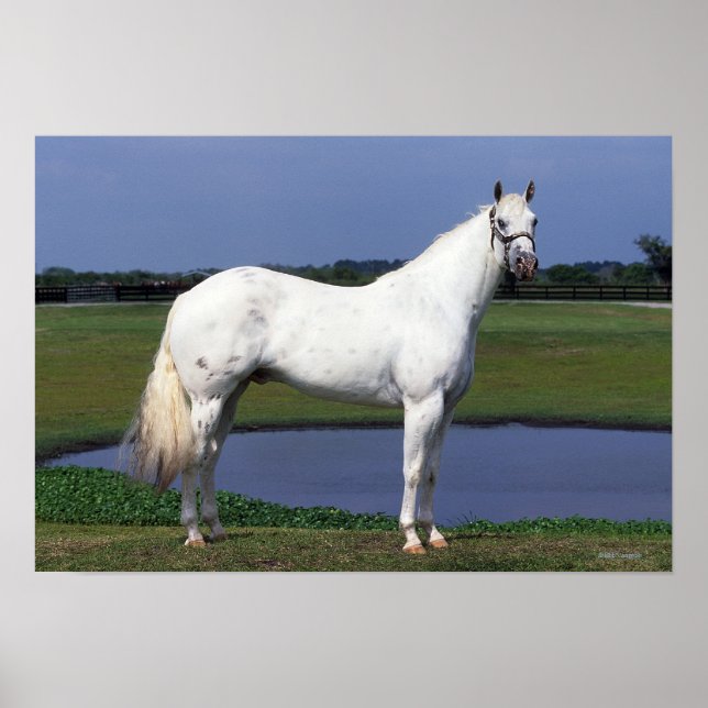 Affiche Appaloosa Horse (Devant)