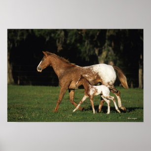 Affiche Appaloosa Mare Et Foie