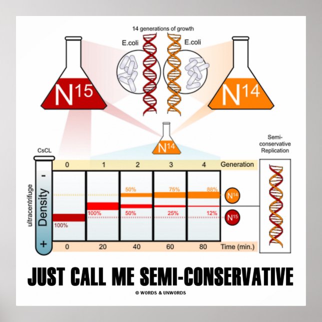 Affiche Appelez-Moi Semi-Conservateur (Réplication De L'AD (Devant)