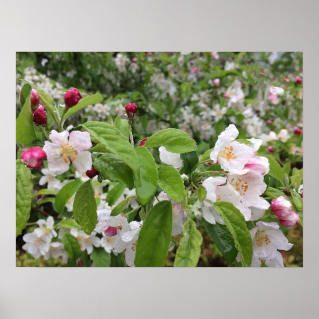 Affiche Apple Blossom in the RAIN ! (Devant)