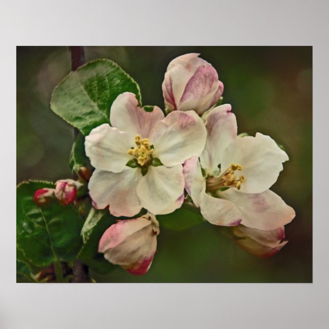Affiche Apple Blossom Time (Devant)