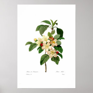 Affiche Apple fleurissent