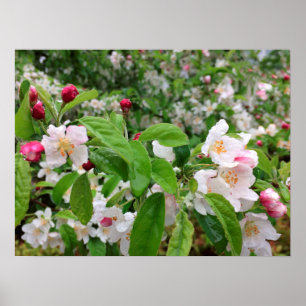 Affiche Apple fleurissent sous la PLUIE !