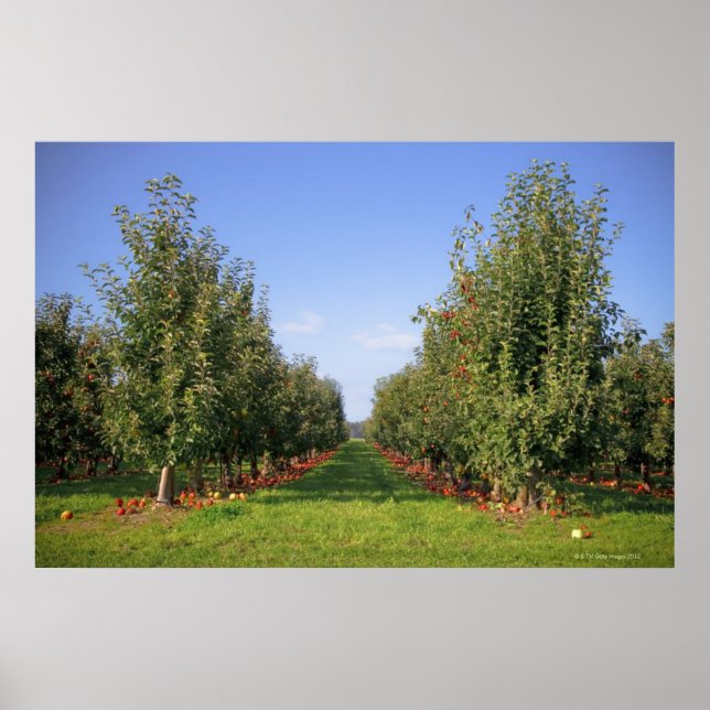 Affiche Apple Orchard (Devant)
