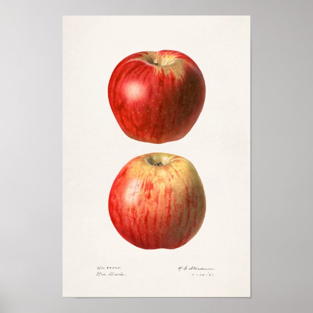 Affiche Apples (Malus Domestica) Fruit Watercolor Painting (Devant)