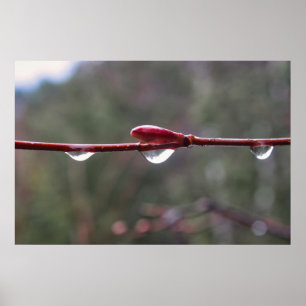 Affiche Après la pluie