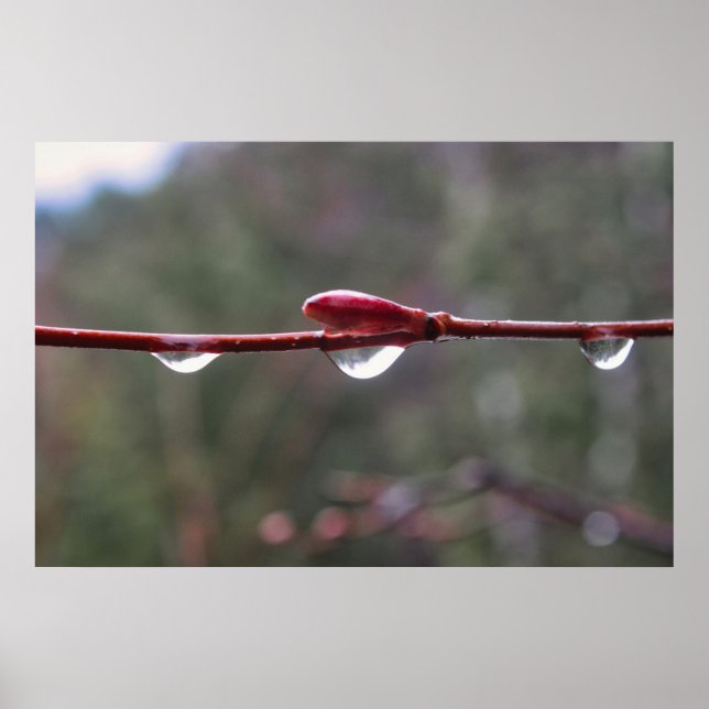 Affiche Après la pluie (Devant)