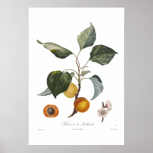 Affiche Apricot, Abricot de Hollande (Devant)