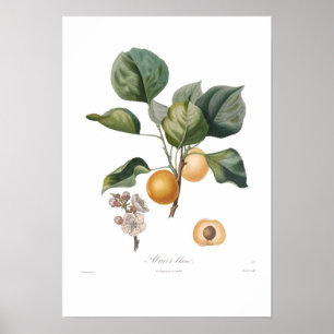 Affiche Apricot blanc