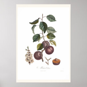 Affiche Apricot noir