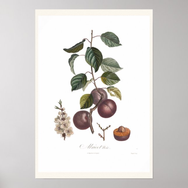Affiche Apricot noir (Devant)