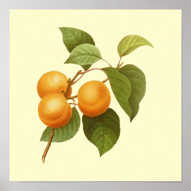 Affiche Apricots orange vintage (Devant)