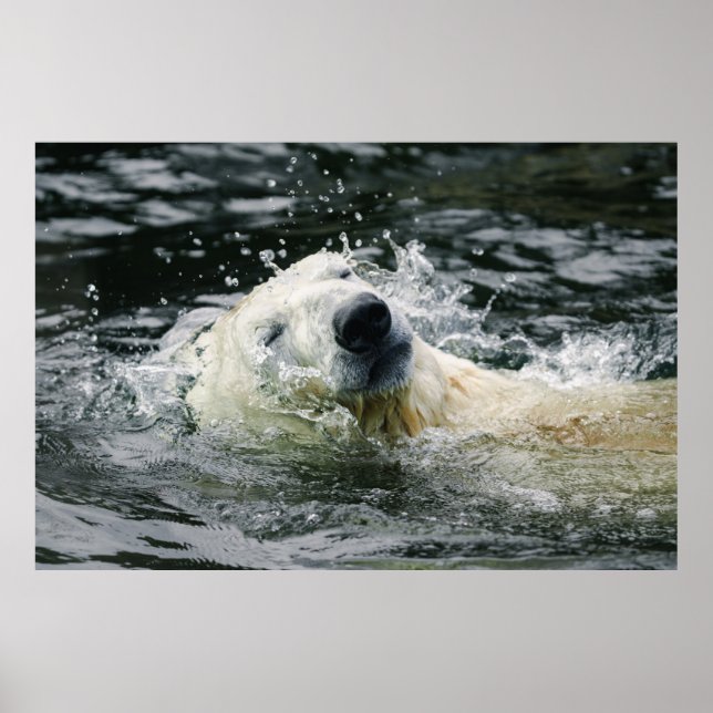 Affiche Aqua Aura de l'ours polaire (Devant)