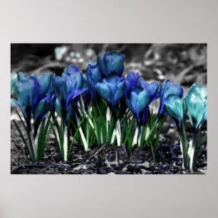 Affiche Aqua Blue Crocus Blooms