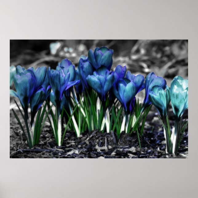 Affiche Aqua Blue Crocus Blooms (Devant)