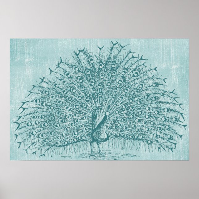 Affiche Aqua Peacock (Devant)