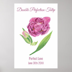 Affiche Aquarelle à double perfection tulipe rose magenta