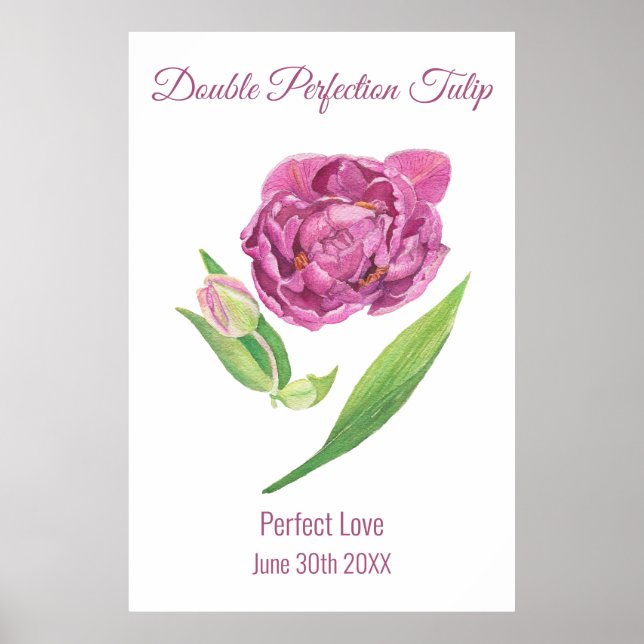 Affiche Aquarelle à double perfection tulipe rose magenta (Devant)
