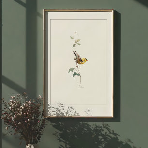 Affiche Aquarelle américaine dynamique Goldfinch Art