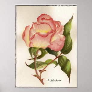 Affiche Aquarelle botanique de fleur rose de pêche et de p