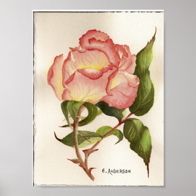 Affiche Aquarelle botanique de fleur rose de pêche et de p (Devant)