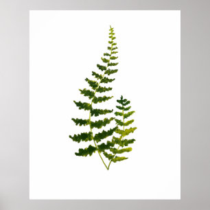Affiche Aquarelle botanique Feuille verte de Ferne Nature