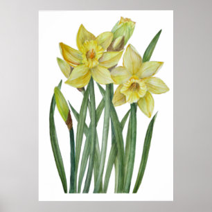 Affiche Aquarelle Daffodiles Jaunes Illustration botanique