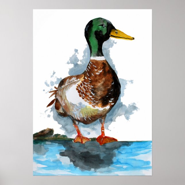 Affiche Aquarelle de canard de Mallard (Devant)