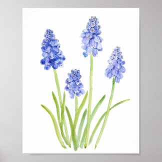 Affiche aquarelle de cépage bleu hyacinthe 2023