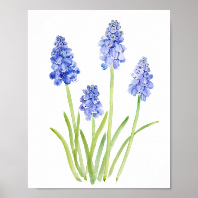 Affiche aquarelle de cépage bleu hyacinthe 2023 (Devant)