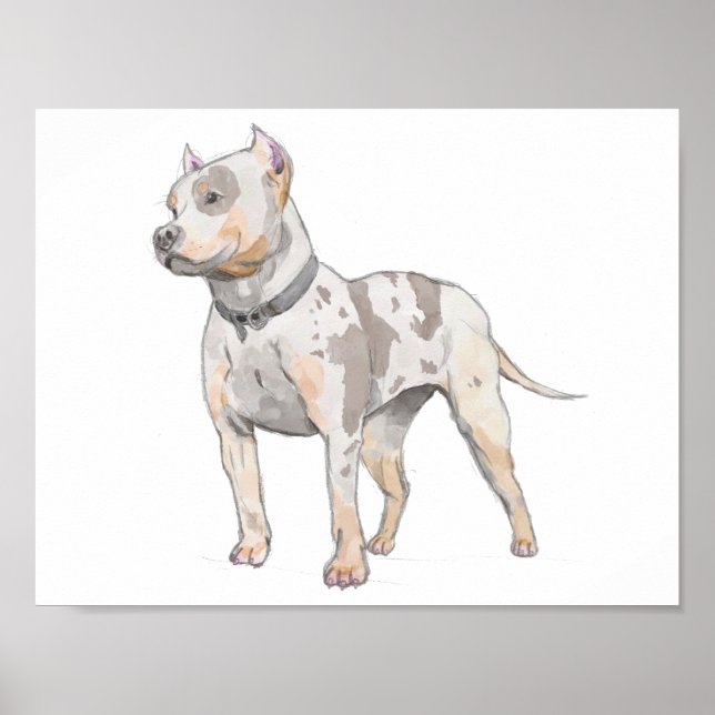 Affiche Aquarelle de chien taureau blanc Sketch (Devant)