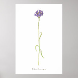 Affiche Aquarelle de Cornflower