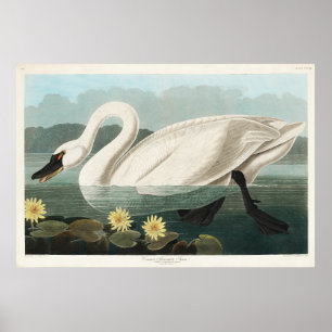 Affiche Aquarelle de cygne blanc