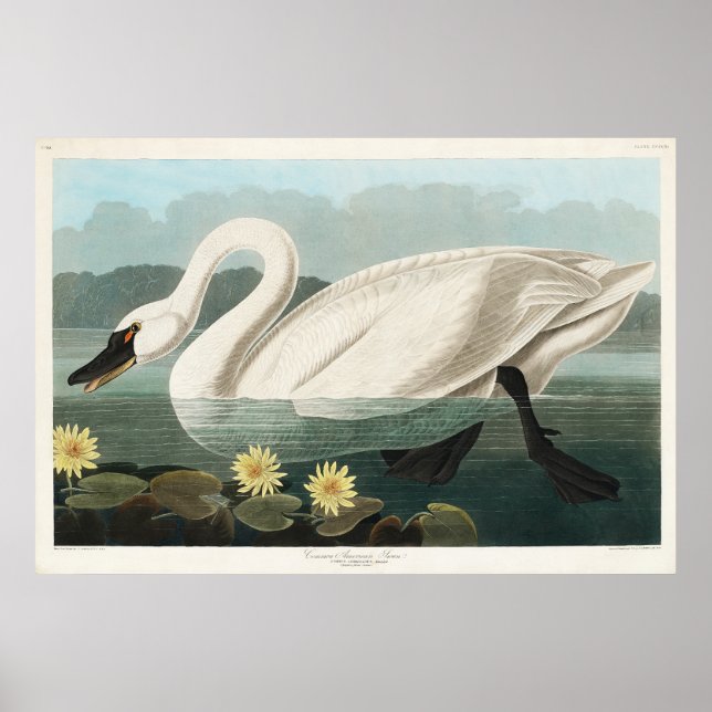 Affiche Aquarelle de cygne blanc (Devant)