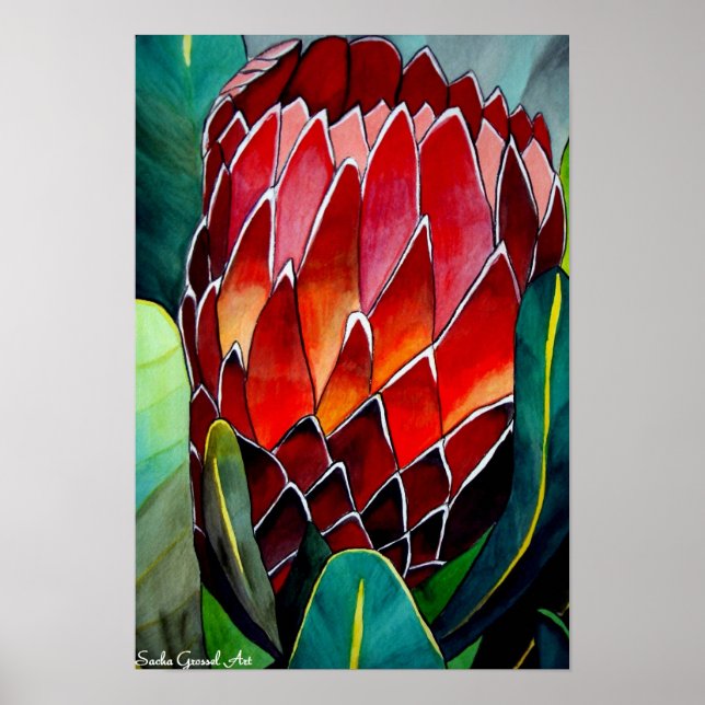Affiche Aquarelle de fleur de Protea peinture art original (Devant)