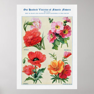 Affiche Aquarelle de fleurs 3